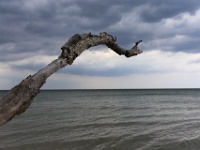 Stille : Ostsee, wilder Strand